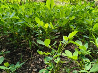 lush and green peanut plants