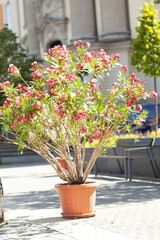 Potted Flower Display