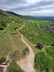 Vineyards in the Alsace region, close to Kaysersberg, France