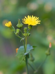 Gemeine G&auml;nsedistel - Lateinisch Sonchus oleraceus L. - Aus der Familie der Asteraceae
