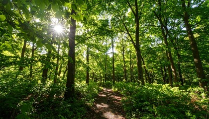 Forest path sunlight greenery