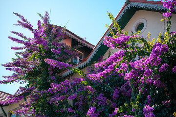 Vibrant purple bougainvillea cascading over a building's facade