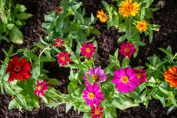 Naklejka premium Vibrant Zinnia Flowers in a Garden