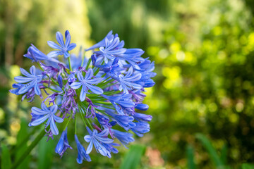 Vibrant Blue Agapanthus Flower Blooming in a Garden