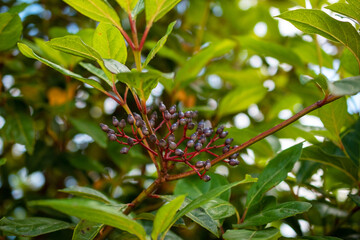 Close-up of a viburnum branch with berries and green leaves