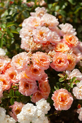 Peach-toned Floral Abundance
