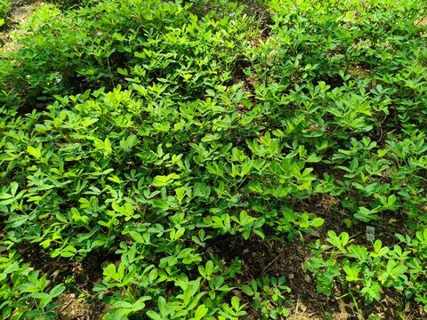 lush and green peanut plants