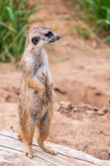 Fototapeta premium Meerkat, Suricata suricatta, on hind legs. Portrait of meerkat standing on hind legs with alert expression. Portrait of a funny meerkat sitting on its hind legs.