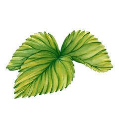 Green strawberry leaves isolated on a white background. Watercolor Illustration of a Berries plant. Hand painted watercolor illustration strawberry plant leaves. Plant with Flowers and Berries