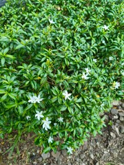 beautiful and lush jasmine plants