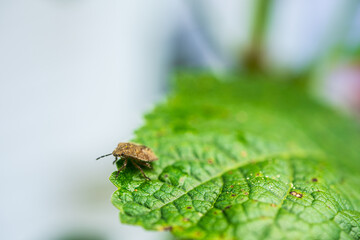 Brown bug perched on green textured leaf edge.