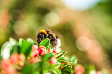 Bee gathering nectar from pink flower buds.