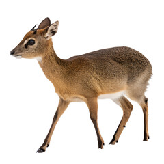 Fototapeta premium A small, slender dik-dik antelope stands gracefully. Its coat is a mix of brown and tan, with large eyes and delicate features, showcasing its unique charm.