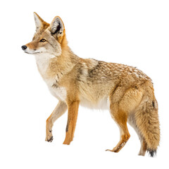 Fototapeta premium A standing coyote with a bushy tail and sharp ears. The fur is a mix of brown and tan, showcasing its wild nature. The background is black, emphasizing the coyote's features.