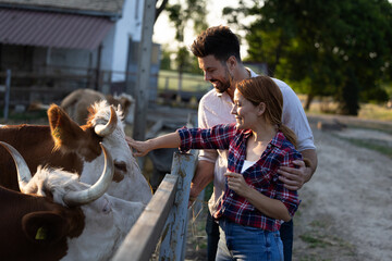 Fototapeta premium Farmers feeding and petting cattle