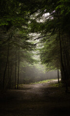 Obraz premium Morning sun rays through foggy forest canopy