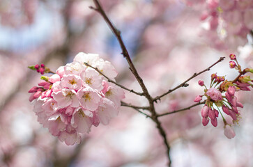 Pink cherry blossom macro in spring bloom