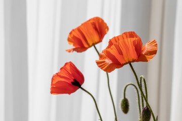Fototapeta premium Vibrant orange poppies bloom against a softly lit backdrop