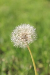 dandelion on green background