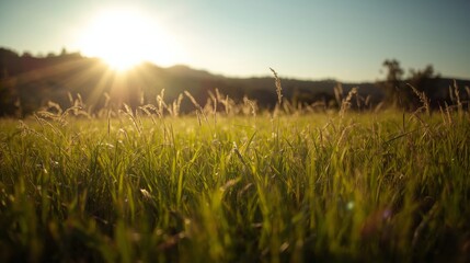 Beautiful sunrise in the mountain..Meadow landscape refreshment with sunray and golden bokeh. grassy field or hill. The sun is a powerful light source on the left, creating a strong lens flare