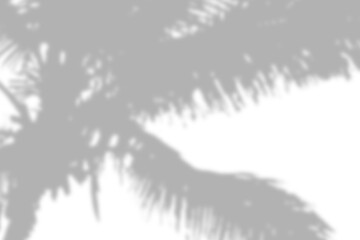 Tree branch shadow cast on a light surface, creating a delicate silhouette pattern.