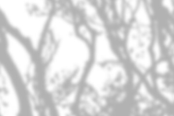 Artistic silhouette of tree branches casting shadows on a clean background.