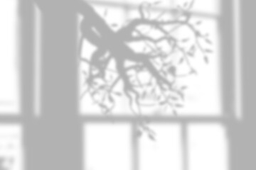 Tree branches shadow overlaying a bright, minimalistic surface for a natural look.