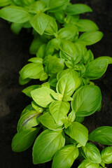 young green basil growing in fertile soil. close up of basil leaves.