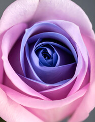 Gradient rose closeup photography