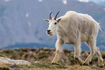 Fototapeta premium mountain goat on a rock