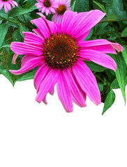 Isolated Coneflower echinacea purple macro bloom with green leaves tops text space for garden theme message.