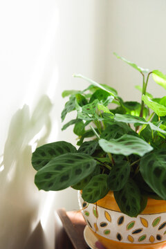 Indoor plant
