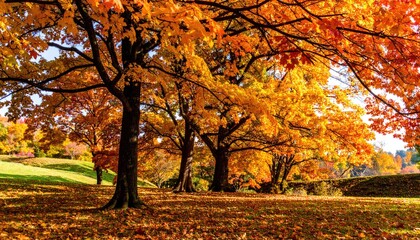 Golden-leaved trees stand in a park, their branches reaching across the frame, with fallen leaves carpeting the ground.