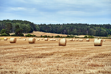 Rural landscape with a forest and straw bales in a field in summer after harvest