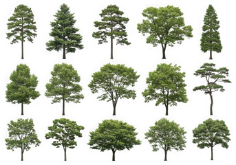 Collection of diverse deciduous and evergreen trees on a black background