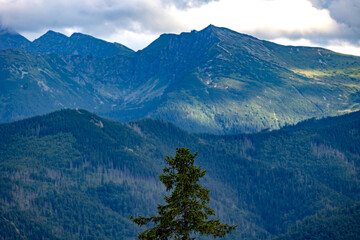 Obraz premium Single pine tree in foreground with vast green mountain range under cloudy sky