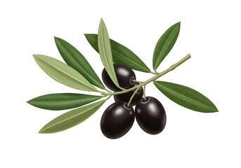 A cluster of black olives hanging from a branch with green leaves on a white background art