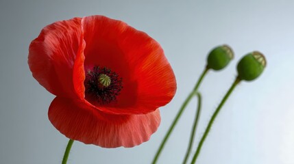 Obraz premium Striking Red Poppy Flower Blossom with Green Seed Pods Against a Neutral Background, Close-up