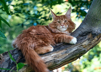 A big red maine coon kitten sitting on a tree in a forest in summer.