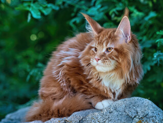 A big red maine coon kitten sitting on a stone in a forest in summer.