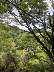 Mountain Cable Car View — Scenic Forest Hillside and City Landscape Under Cloudy Sky in Japan