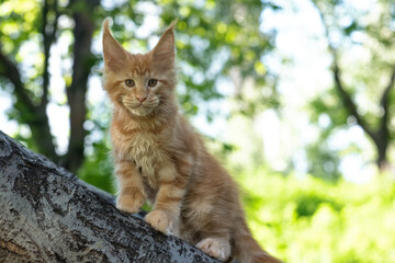 A big red maine coon kitten sitting on a tree in a forest in summer.