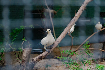 white dove perched on a branch, selective focus, blurred background