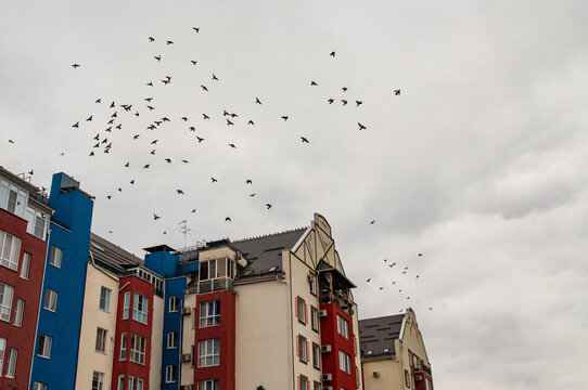 Birds over the rooftops