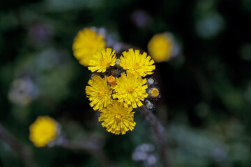 Blossoms of a meadow hawkweed, Pilosella caespitosa