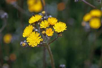 Blossoms of a meadow hawkweed, Pilosella caespitosa