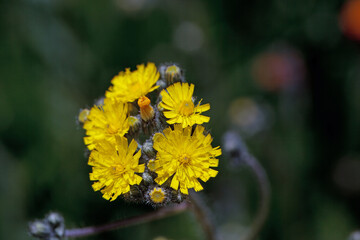 Blossoms of a meadow hawkweed, Pilosella caespitosa