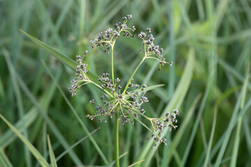 Inflorescence of a wood clubrush, Scirpus sylvaticus © ChrWeiss