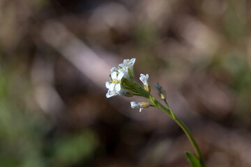 Blossom of a hairy rock-cress, Arabis hirsuta