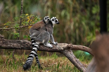 子供を背に乗せて木の上に座るワオキツネザルの母